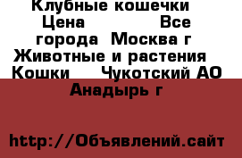Клубные кошечки › Цена ­ 10 000 - Все города, Москва г. Животные и растения » Кошки   . Чукотский АО,Анадырь г.